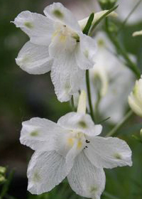 Delphinium grandiflorum 'Summer Stars'